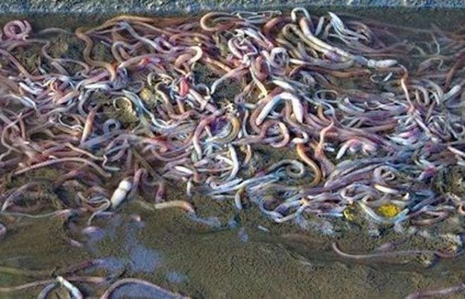 Червяки с неба Шотландия 2011 Бедные школьники мирно занимались физкультурой на футбольном поле когда с небес на них посыпались дождевые черви Притом объяснения червякопаду никакого так и не нашли ни урагана ни даже скольконибудь сильного ветра в тот день поблизости не наблюдалось