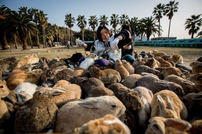 TAKEHARA JAPAN FEBRUARY 24 Two tourists sit and feed hundreds of rabbits at Okunoshima Island on February 24 2014 in Takehara Japan Okunoshima is a small island located in the Inland Sea of Japan in Hiroshima Prefecture The Island often called Usagi Jima or Rabbit Island is famous for its rabbit population that has taken over the island and become a tourist attraction with many people coming to the feed the animals and enjoy the islands tourist facilities which include a resort six hole golf course and camping grounds During World War II the island was used as a poison gas facility From 1929 to 1945 the Japanese Army produced five types of poison gas on Okunoshima Island The island was so secret that local residents were told to keep away and it was removed from area maps Today ruins of the old forts and chemical factories can be found all across the island Photo by Chris McGrathGetty Images ORG XMIT 475026027