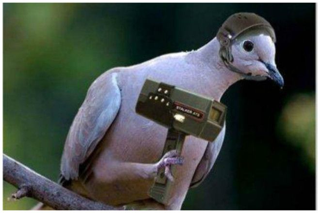 Загадка века Как почтовые голуби находят дорогу