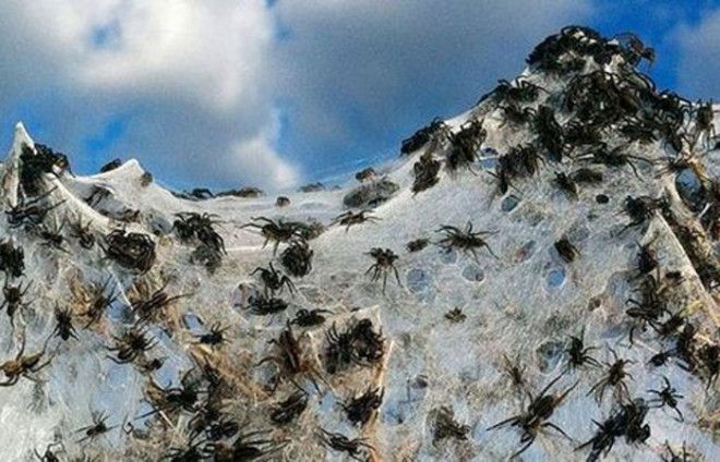 Паучий град Австралия 2015 Такое могло случиться только в Австралии Неподалеку от Гоулберна основали колонию пауки плетущие специальные легкие парашюты и таким образом путешествующие по округе Но внезапный вихрь подхватил всю колонию и десант высадился прямо на головы испуганных австралийцев