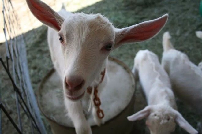 15 шокирующих результатов научных экспериментов 