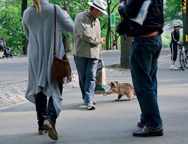 Милый воришка