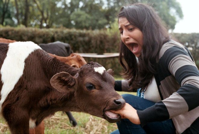 Вкусная рука