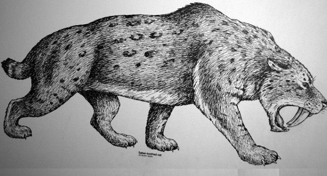 Smilodon fatalis доисторический саблезубый тигр Фото historicmysteriescom