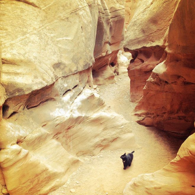 Кошкаальпинистка