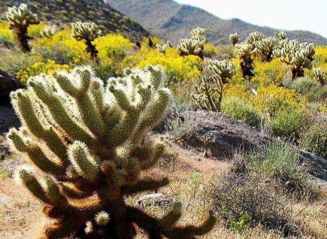 Цветущая пустыня прекрасная жизнь среди мёртвых песков