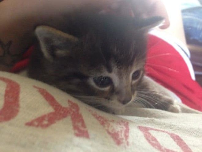 21 забавных фото животных которые сделали хозяевам неожиданные подарки