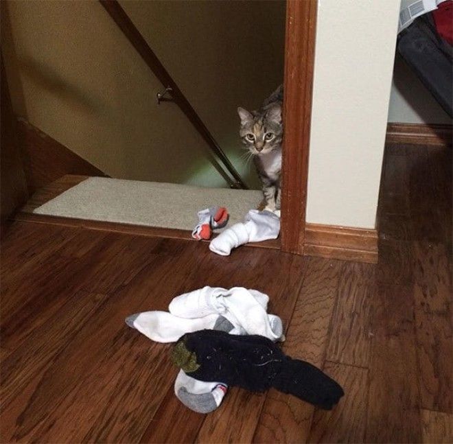 21 забавных фото животных которые сделали хозяевам неожиданные подарки