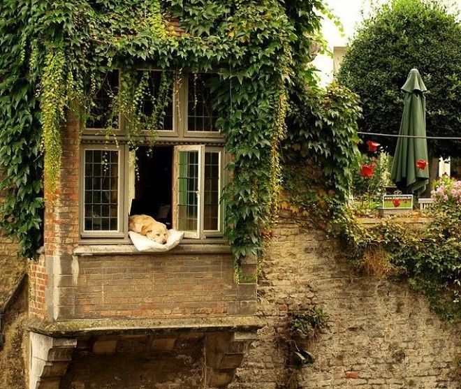 20 избалованных собак которые живут лучше чем все мы