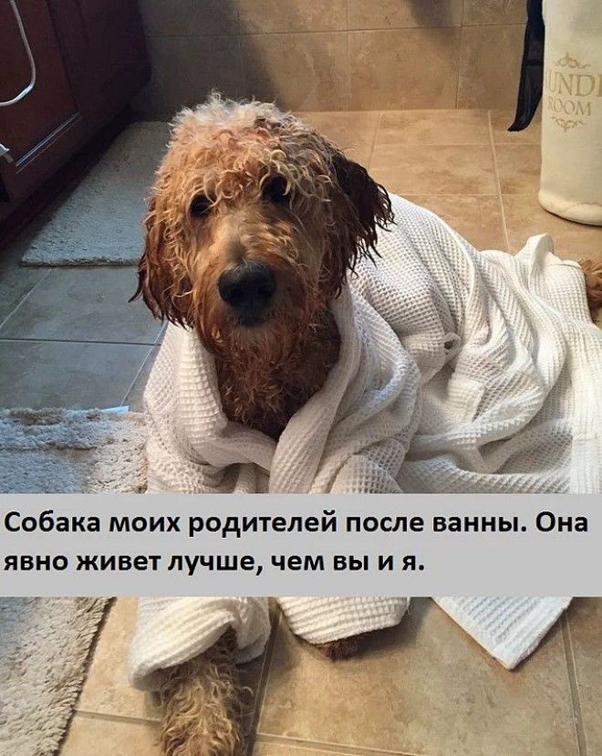 20 избалованных собак которые живут лучше чем все мы