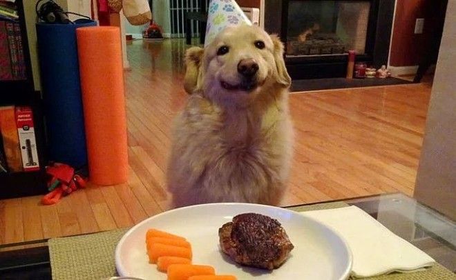 20 избалованных собак которые живут лучше чем все мы