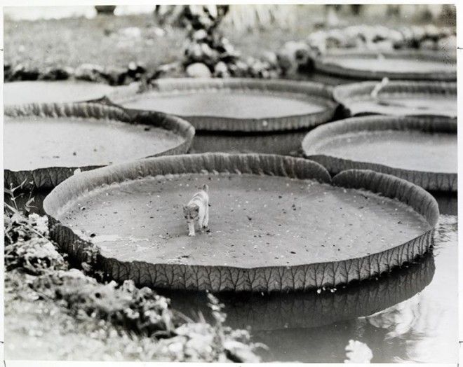 20 неопубликованных фотографий из архивов National Geographic неопубликованные фотографии National Geographic National Geographic Found