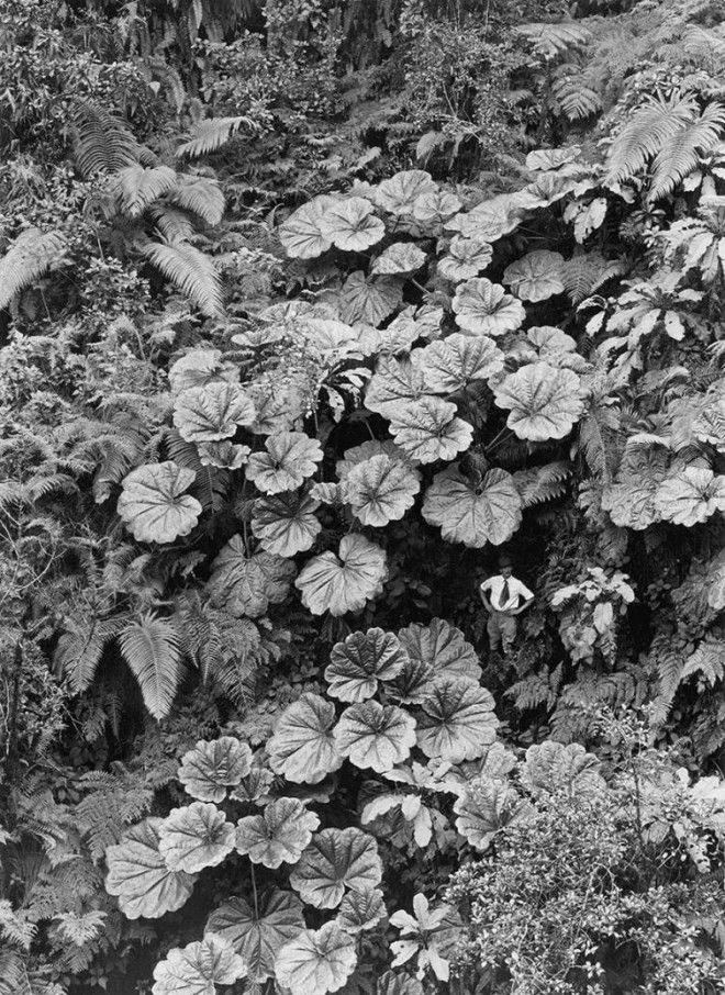 20 неопубликованных фотографий из архивов National Geographic неопубликованные фотографии National Geographic National Geographic Found