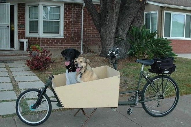 20 избалованных собак которые живут лучше чем все мы