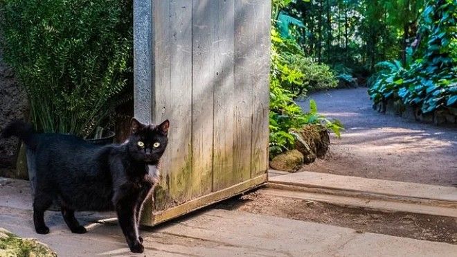 8 вводящих в ступор вещей которые происходили в Средние века