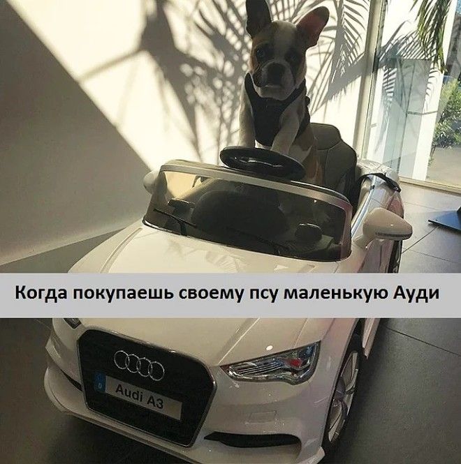 20 избалованных собак которые живут лучше чем все мы