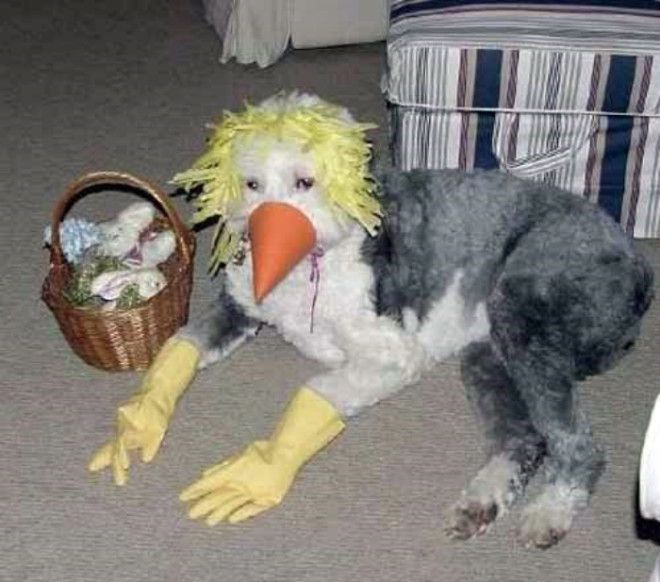 Собака в уморительном костюме