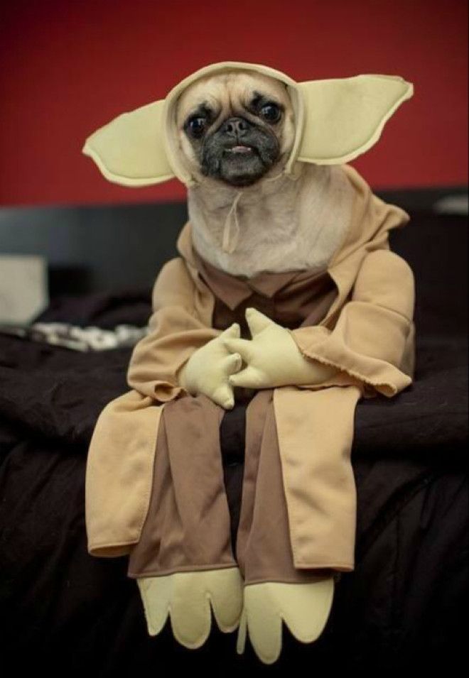 Собака фаната Звездных воин. Собака фаната Звездных воин