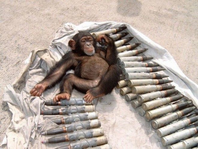 Армейские приколы из разных стран мира