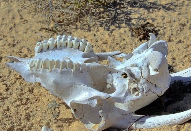 Грюинард Северная Шотландия Остров невезения В разгар Второй мировой войны Великобритания решила поскольку Германия и Япония разрабатывают и тестируют бактериологическое оружие то можно и нужно делать то же самое Полигоном был избран островок у берегов Шотландии Туда завезли полсотни овец сбросили бомбу Эффект был велик и не только для несчастных овец Война окончилась а зараженный сибирской язвой остров продолжал источать миазмы на территорию Шотландии Когда нескольких давно погибших в тылу овец прибило к берегу тревогу забили не только местные жители но и ученые и военным пришлось провести масштабную операцию по очистке территории Любопытно что после очистки формальдегидом Министерство обороны предложило складировать на этом острове невезения ядерные отходы На территории России есть побратим Грюинарда остров Возрождения в бывшем Аральском море В советское время там испытывалось разнообразное биологическое оружие Остров сравнялся с землей не изза экспериментов а вследствие иссушения моря но даже сейчас в радиусе более ста километров нет никаких признаков жизни