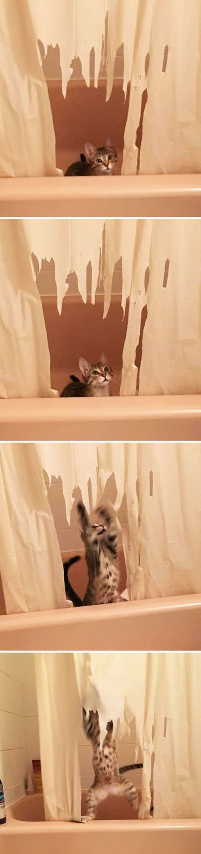 25 уморительных животных которые ведут себя как настоящие мерзавцы