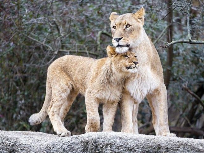 Поразительные и забавные факты о хищниках нашей планеты