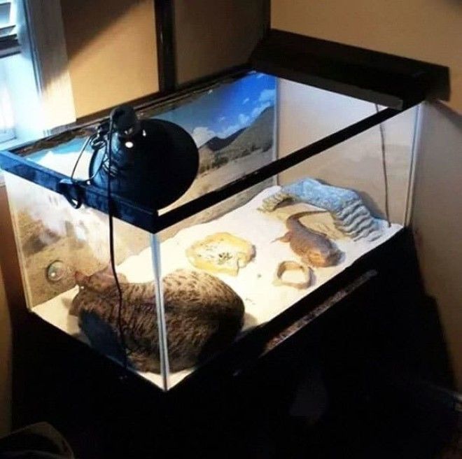 25 уморительных животных которые ведут себя как настоящие мерзавцы