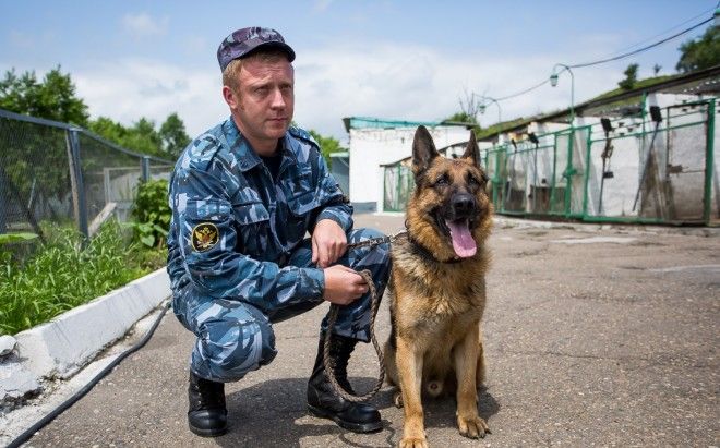 9 удивительных фактов о том как тренируют служебных собак