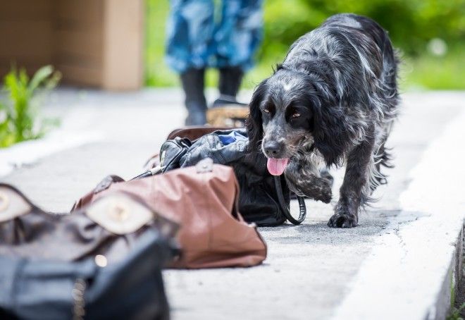 9 удивительных фактов о том как тренируют служебных собак
