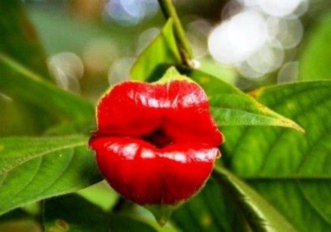 25 самых причудливых растений мира