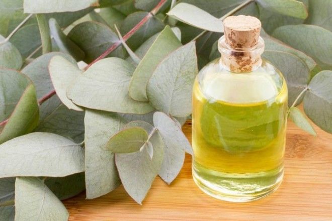 Эвкалипт всегда лёгкое дыхание