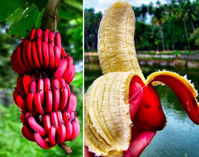 16 редких экзотических фруктов