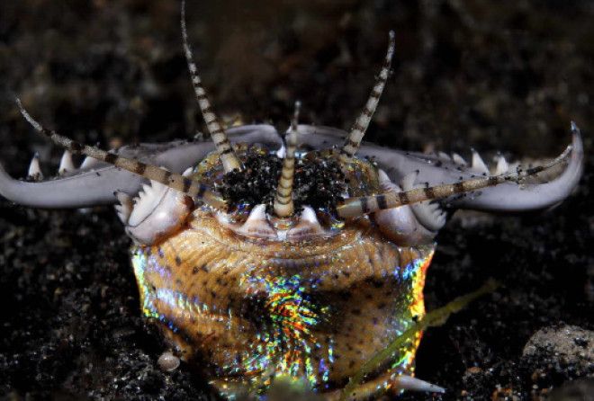 Не хотелось бы его повстречать в жизни!