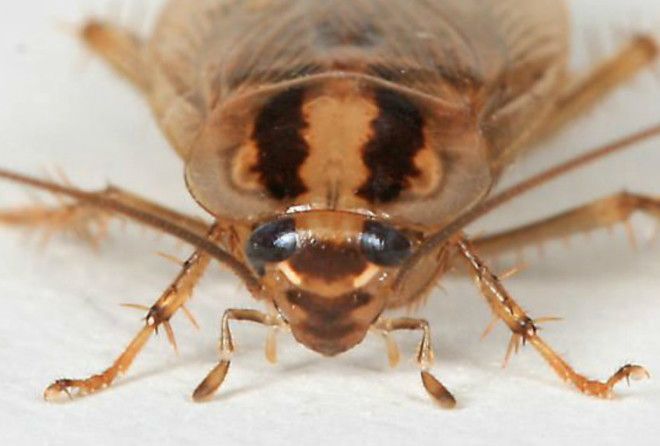 Они жили задолго до нас, и будут жить после нас