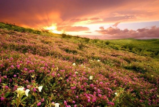 Жизнь способна проявить себя даже там, где её никто уже не ожидает!