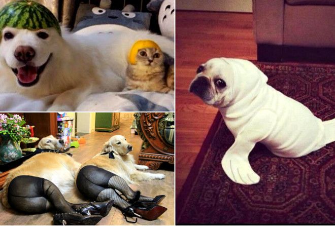 Мой хозяин - идиот :-)