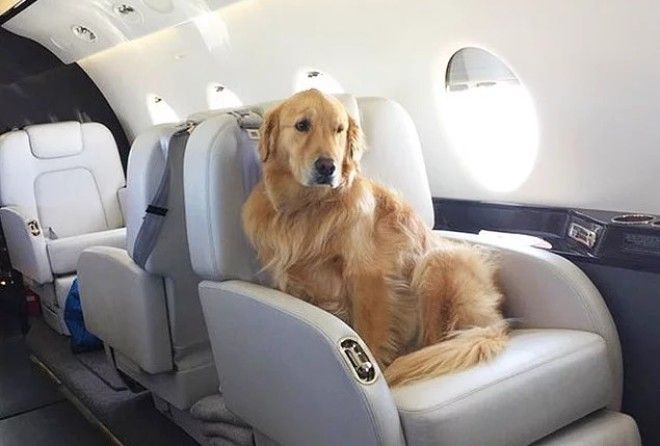 Не жизнь, а сахарная косточка :-)