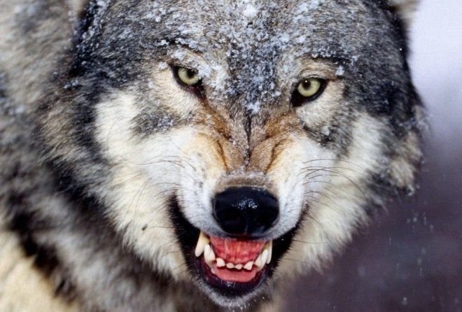 Такие грозные и страшные, а боятся флажков :-)