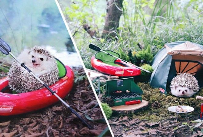 Эти фото точно поднимут тебе настроение! :-)