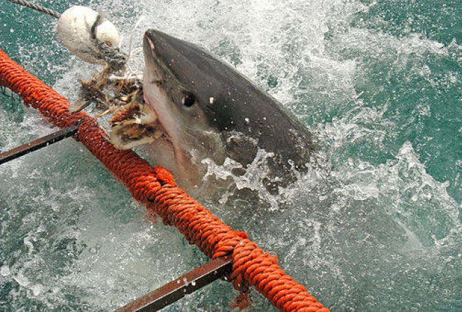 Одними клыками и мышцами сыт не будешь! 